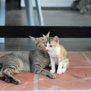 A tabby and a calico cat resting together on terracotta tile