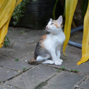 A calico kitten looking up beneath yellowing banana leaves