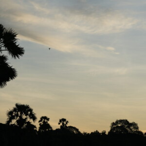 Sugar palms in silhouette against a pale golden morning sky