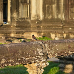 A myna bird perched on a weathered stone balustrade at dawn