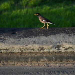 A myna bird walking the edge of a stone causeway